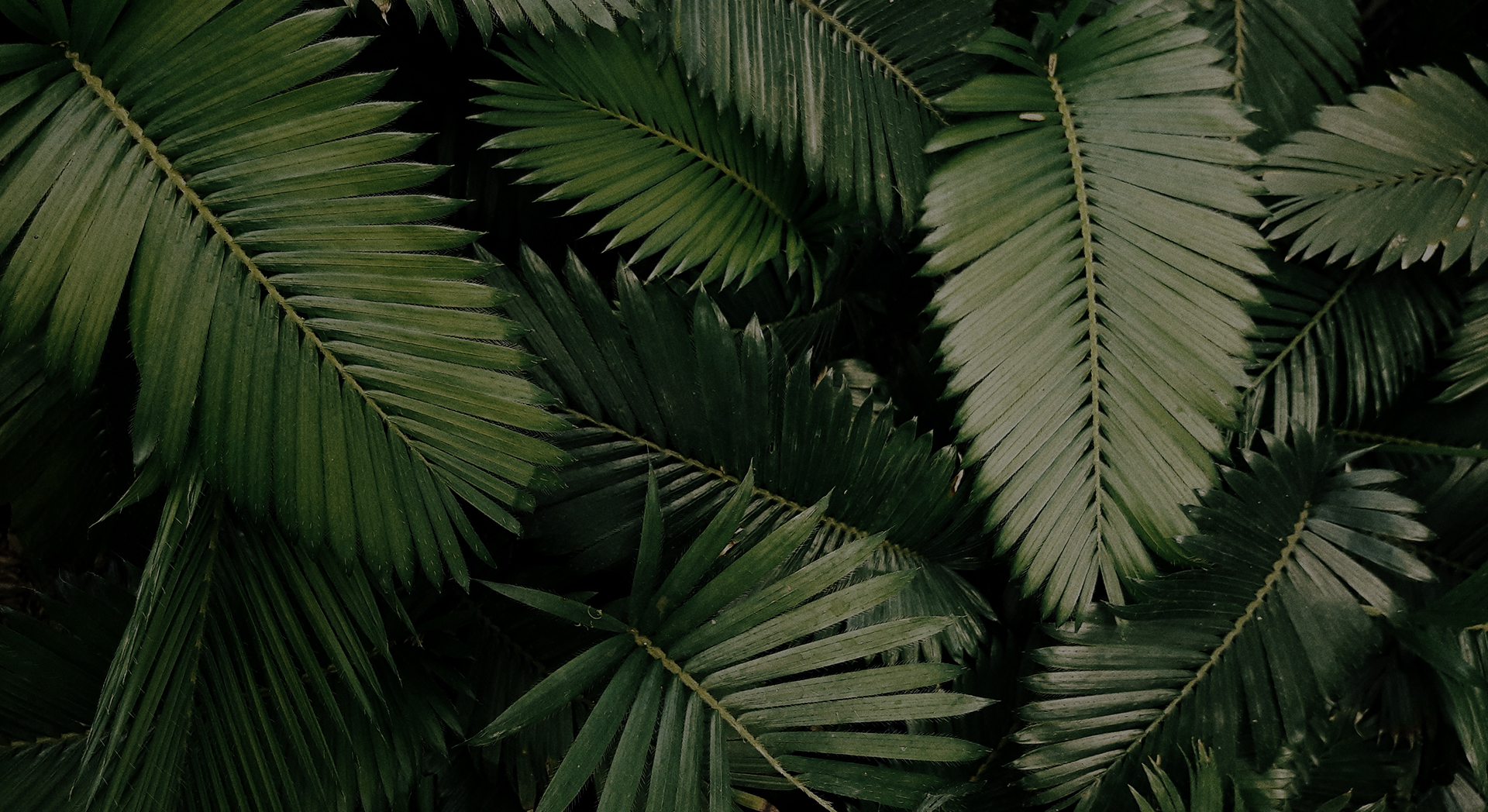 Urovant header